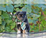 Small Photo #5 Miniature American Shepherd Puppy For Sale in BENTON CITY, WA, USA