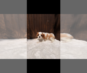 Cavalier King Charles Spaniel Puppy for sale in DOUGLASVILLE, GA, USA