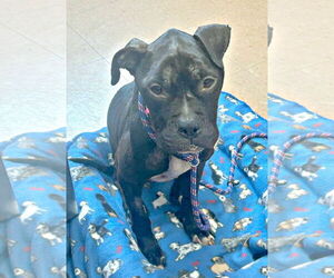 American Pit Bull Terrier Dogs for adoption in Spring Lake, NJ, USA