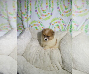 Pomeranian Puppy for sale in COOKEVILLE, TN, USA