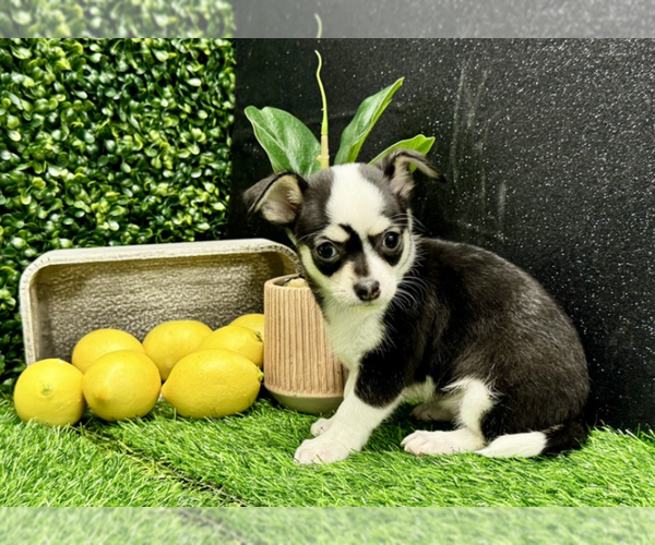 Medium Photo #9 Chihuahua Puppy For Sale in FORT LAUDERDALE, FL, USA