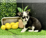 Puppy Puppy 3 Chihuahua