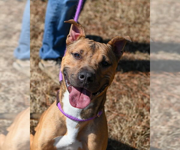 Medium Photo #6 Mutt Puppy For Sale in Glen Allen, VA, USA