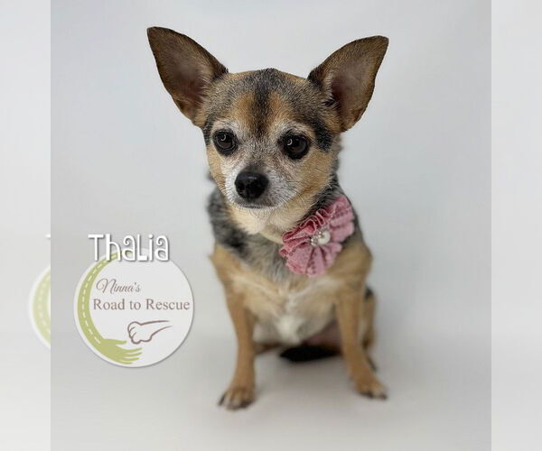 Medium Photo #3 Chihuahua Puppy For Sale in Benton, LA, USA