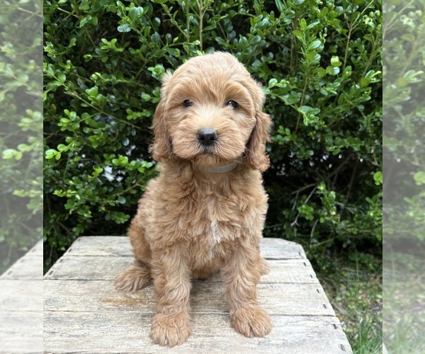 Medium Photo #1 Goldendoodle (Miniature) Puppy For Sale in MIDDLEBURY, IN, USA