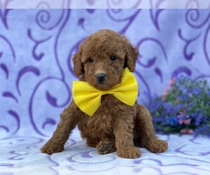 Poodle (Toy) Puppy for sale in LANCASTER, PA, USA