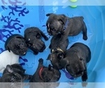 Small Photo #6 French Bulldog Puppy For Sale in MADISON, OH, USA