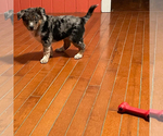 Small Photo #1 Australian Cattle Dog-Great Pyrenees Mix Puppy For Sale in NEW WILMINGTON, PA, USA