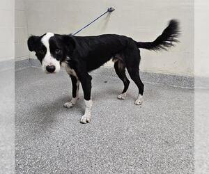 Border Collie-Unknown Mix Dogs for adoption in Pasadena, TX, USA