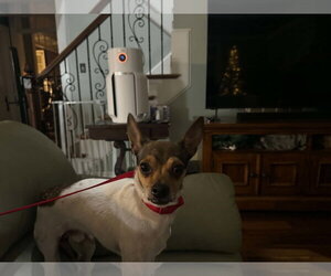 Tiny - Male Chihuahua-Unknown Mix Dog for Adoption - Photo #2