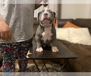 American Bully Puppy for sale in GASTON, SC, USA