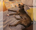 Small #28 Boxer Mix