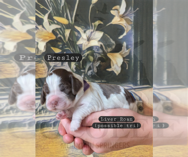 Medium Photo #3 English Springer Spaniel Puppy For Sale in OCOEE, TN, USA