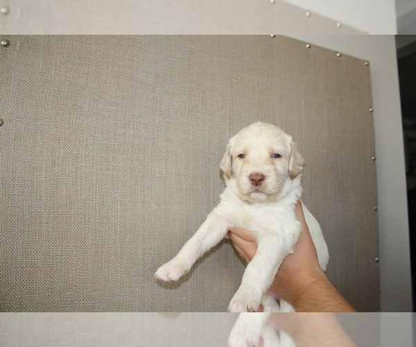 Medium Photo #7 Labradoodle Puppy For Sale in STATESVILLE, NC, USA