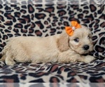 Small Photo #4 Cavachon Puppy For Sale in LANCASTER, PA, USA