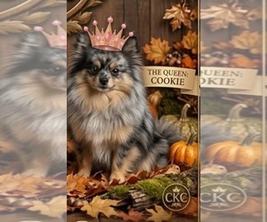 Mother of the Pomeranian puppies born on 09/15/2026