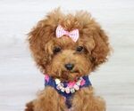 Small Photo #23 Poodle (Miniature) Puppy For Sale in LAS VEGAS, NV, USA
