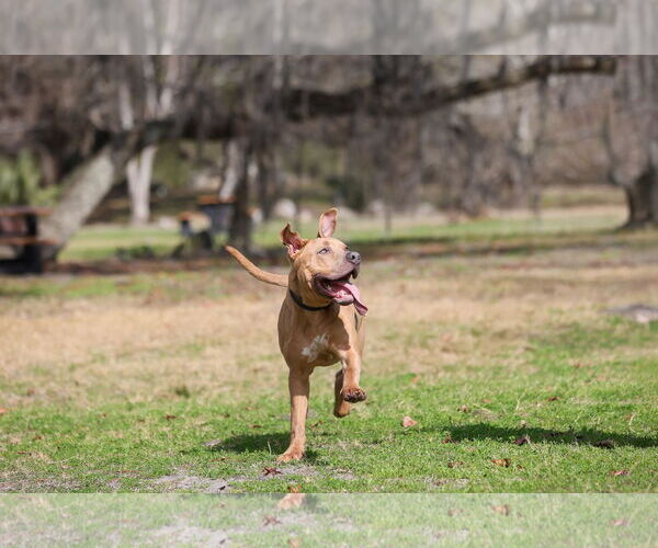 Medium Photo #11 Mutt Puppy For Sale in  Gainesville, FL, USA