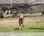 Small #10 Mutt