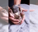 Small Photo #3 French Bulldog Puppy For Sale in BERWYN, IL, USA