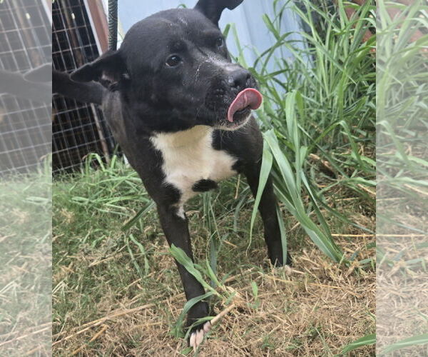 Medium Photo #1 American Staffordshire Terrier-Unknown Mix Puppy For Sale in Jackson, MS, USA