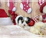 Small #5 Morkie