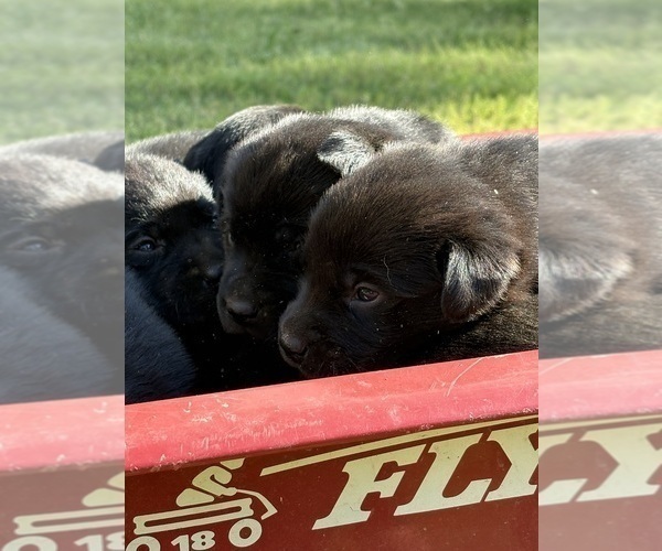 Medium Photo #5 Labrador Retriever Puppy For Sale in ROCKMART, GA, USA