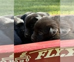 Small #4 Labrador Retriever