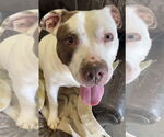 Small American Staffordshire Terrier Mix