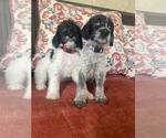 Small Photo #4 German Shorthaired Pointer-Poodle (Standard) Mix Puppy For Sale in AZUSA, CA, USA