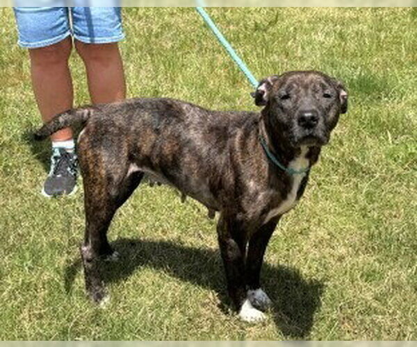Medium Photo #4 Mutt Puppy For Sale in Glen Allen, VA, USA