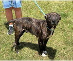 Small #3 Mutt