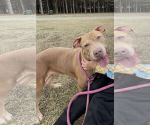 Mutt Dogs for adoption in Rockaway, NJ, USA