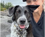 Small Photo #5 Border Collie-Unknown Mix Puppy For Sale in Crystal, MN, USA