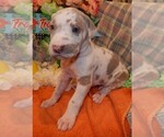 Small Photo #32 Great Dane Puppy For Sale in SPRAGGS, PA, USA