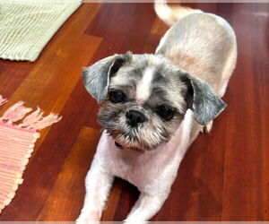 Shih Tzu Dogs for adoption in Wheaton, IL, USA