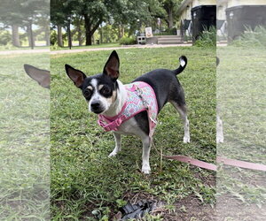 Rat Terrier-Unknown Mix Dogs for adoption in Topeka, KS, USA