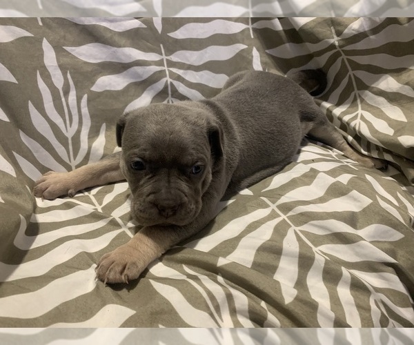 Medium Photo #1 American Bully Puppy For Sale in PINE BLUFF, AR, USA