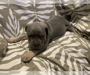 American Bully Puppy for Sale in PINE BLUFF, Arkansas USA
