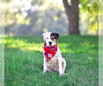 Small #2 Labrador Retriever Mix