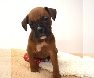 Boxer Puppy for sale in SENECA FALLS, NY, USA