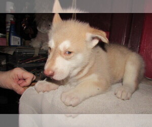 Wolf Hybrid Puppy for sale in BECKLEY, WV, USA