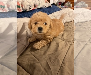 Cockapoo Puppy for sale in WILMINGTON, IL, USA