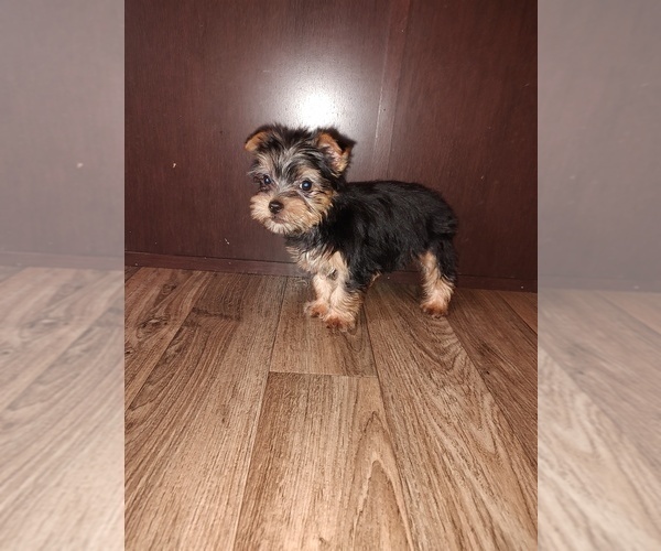 Medium Photo #1 Yorkshire Terrier Puppy For Sale in LAPEER, MI, USA