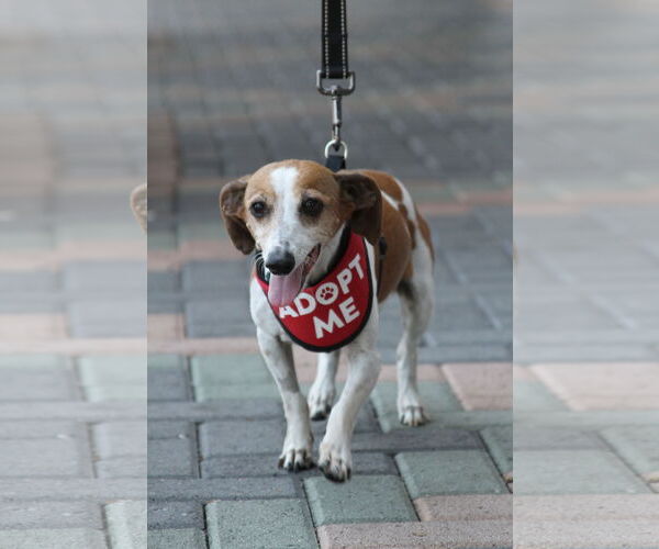 Medium Photo #6 Doxle Puppy For Sale in Mission Viejo, CA, USA