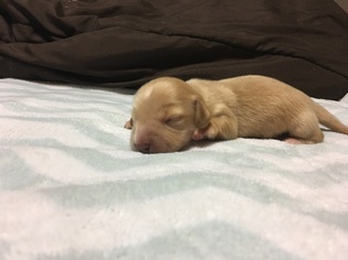 Dachshund Puppy for sale in ROCHESTER, WA, USA