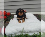 Small Photo #4 Cavalier King Charles Spaniel Puppy For Sale in FRYTOWN, IA, USA