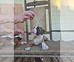 Puppy Penny Boxer