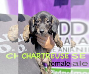 Mutt Dogs for adoption in Mooresville, NC, USA