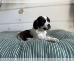 Puppy Puppy 3 Aussiedoodle Miniature -Cocker Spaniel Mix